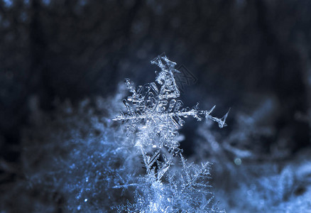 雪上的雪花图片是在8C背景图片