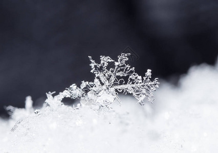 雪上的雪花图片是在8C背景图片