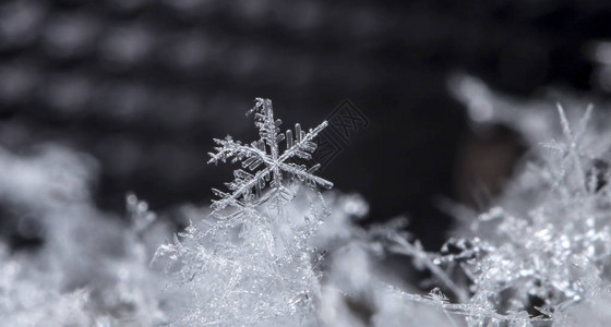 雪上的雪花图片是在8C背景图片