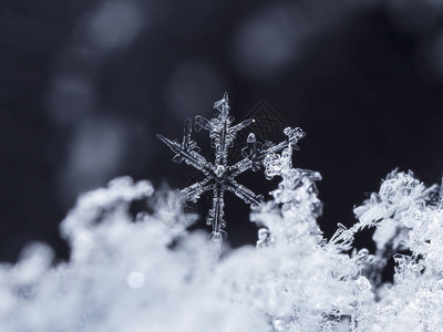 雪上的雪花图片是在8C背景图片