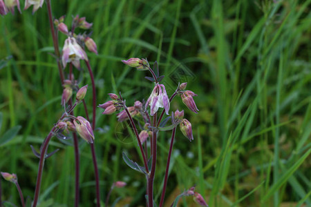 鸽子花Aquilegia紫色鸽子aquilegia图片