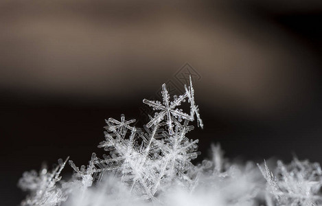 雪上的雪花图片是在8C背景图片