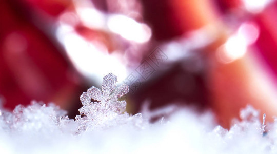 雪上的雪花图片是在8C背景图片