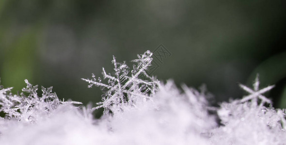 雪上的雪花图片是在8C图片