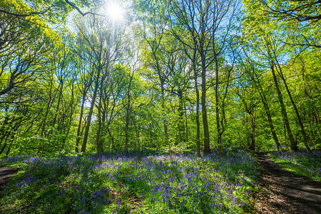 春在联合王国利兹米德尔顿公园的布隆蓝铃或Hyacinthoid图片