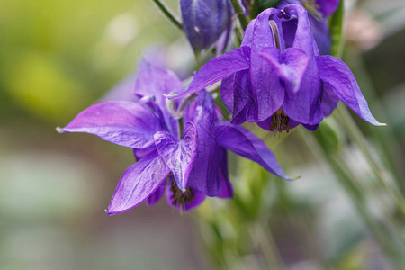 绿色模糊背景的紫色aquilegiacolumbine图片