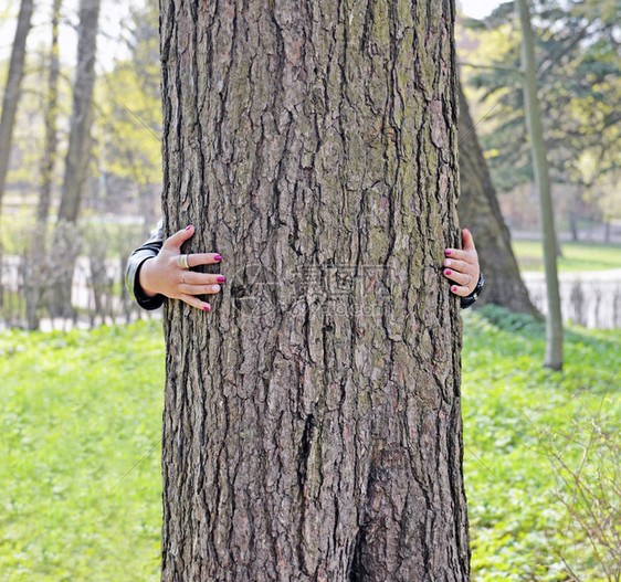 大古松树干和女人抱树之手人们相信大自然有能量并将其释放出来触摸一些树木有助于梦想成图片