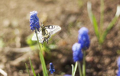 美丽的白蝴蝶在穆斯卡里图片