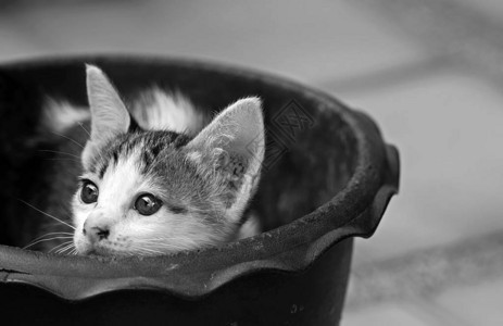 黑白花盆里的可爱小猫图片