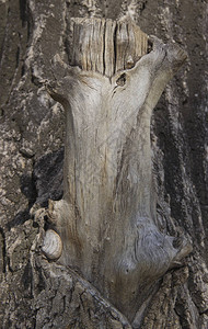 一棵带结的多年生大树的干图片
