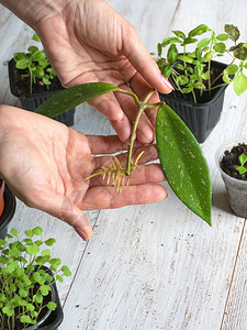 植树造林室内栽培植物的繁殖图片