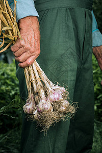 有机蔬菜农民手中的新鲜有机大蒜大蒜图片