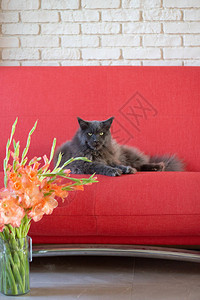 在红沙发上的玻璃杯中灰色干羽毛猫图片