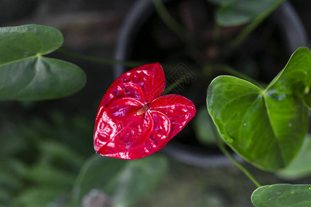 花园里美丽的土豆花有图片