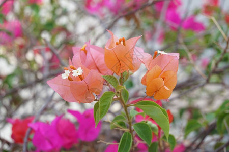 自然花园中的九重葛花图片