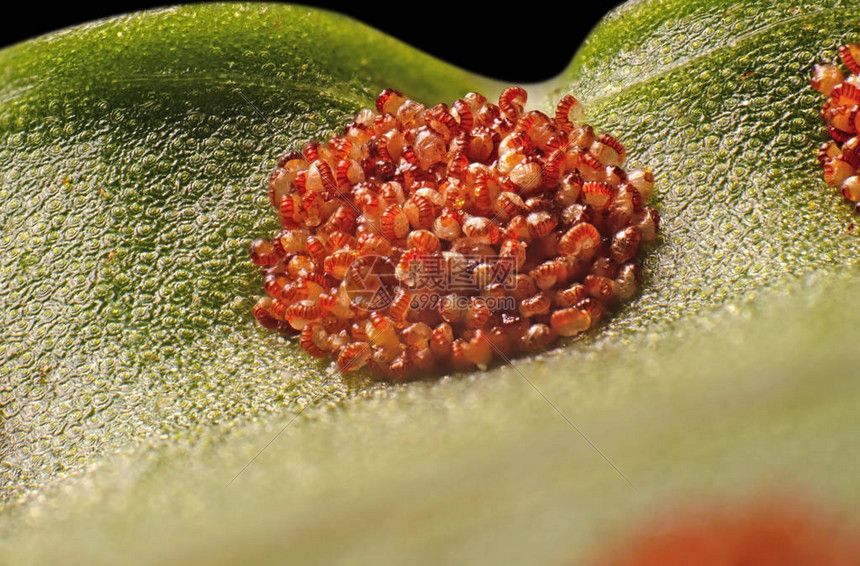 斯波尔斯特拉的临场调度与阵容轮转策略