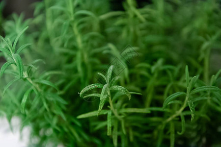 植物疾病迷迭香叶上的虫和粉末温和剂图片