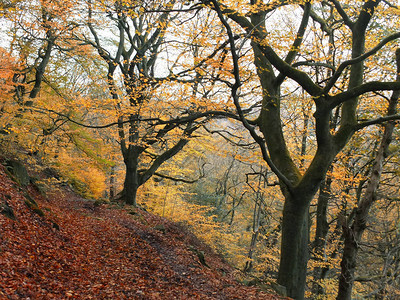 黄金叶颜色和落叶树沿西约克郡英格兰的山坡图片