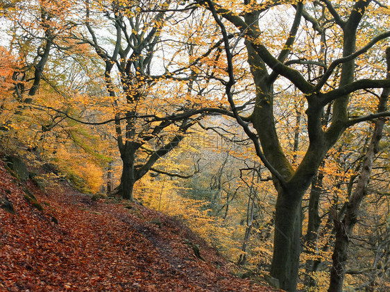 黄金叶颜色和落叶树沿西约克郡英格兰的山坡图片