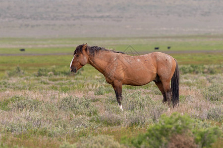 春天犹他州沙漠中的一匹野马种图片