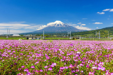 日本静冈县JR新干线铁路和富士山前的芝樱花田图片