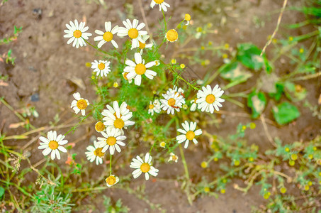 盛开的雏菊洋甘菊田夏天草地上的洋甘菊花图片