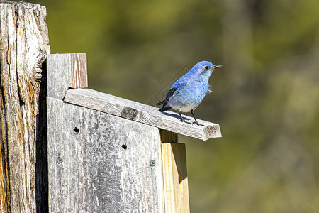 在北爱达荷州的Farragut州立公园一只小山地青鸟被图片