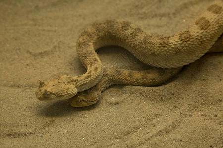 撒哈拉角毒蛇角沙漠背景图片