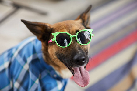 穿着太阳眼镜的狗肖像在享受夏天的同时看着相机图片