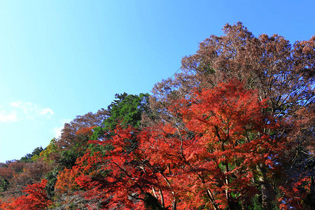 秋季森林和蓝天景观图片