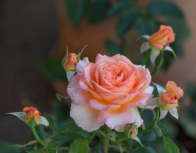 一朵开放的杏橙色和粉红色玫瑰的户外彩色花卉肖像背景图片
