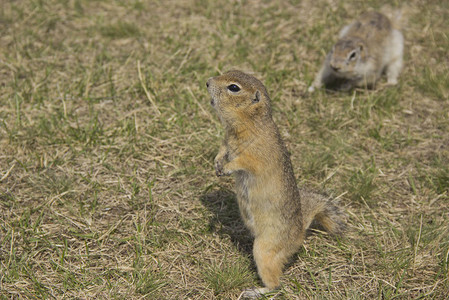 Gophergenus鼠类动物在松鼠家族中Gopher以他站立的习惯而闻名图片