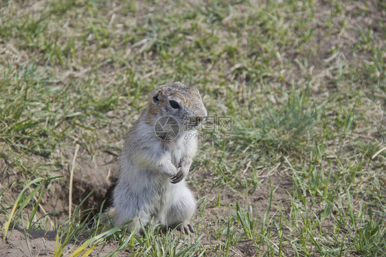 Gophergenus鼠类动物在松鼠家族中Gopher以他站立的习惯而闻名图片