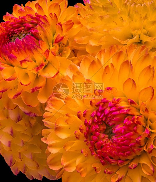 花卉美术静物彩色花卉宏观肖像图片
