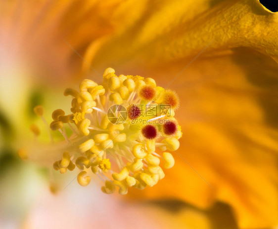 鲜艳的花卉内芙蓉花宏观肖像图片