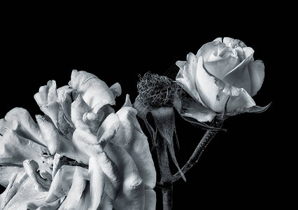 三朵不同年龄的白玫瑰的美术花卉单色宏观肖像图片