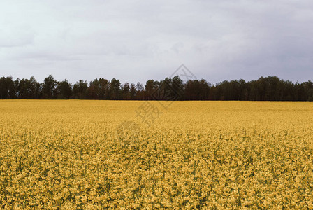油菜籽庄稼的领域黄色的油菜花盛开自然背景图片