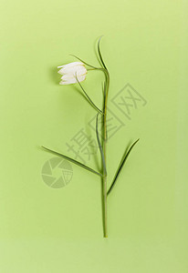绿色背景的FritillariaMeleagrisFritillariaMeleagris图片