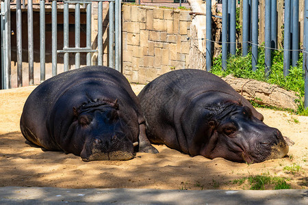 巴塞罗那动物园的普通河马Hippopotomatomusamph图片
