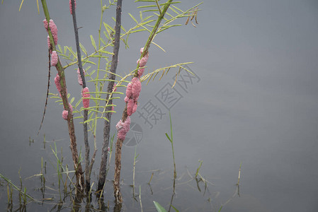 红苹果蜗牛粘在芦苇上图片