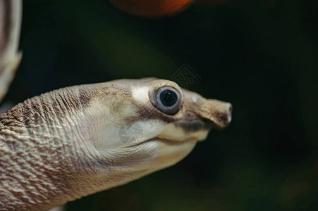 猪鼻乌龟在水族馆里游泳图片