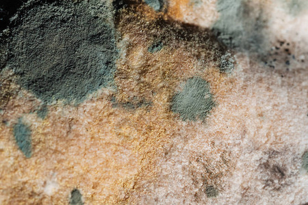 带有真菌孢子的变质发霉的旧面包特写图片
