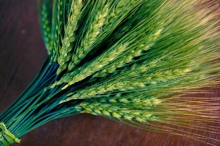 深色木板上的绿色小麦穗图片