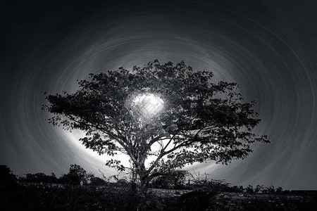 日落时间或黎明时间拍摄树木图片