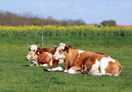 在青草原上放牧的美丽农村畜图片