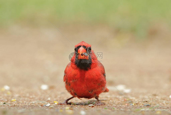 美国密苏里州圣路易斯市拍摄的北红衣主教男在繁衍羽毛时配有鲜红色图片