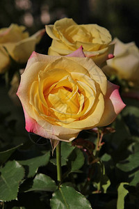 黄色玫瑰和粉红色小提示图片