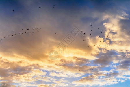 蓝天云彩和鸟群图片