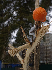 冬天树上的橘子莫斯科图片