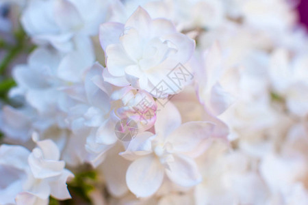 白色粉红色蓬松的丁香花园里开花的树映衬着蓝天漂亮的卡片图片
